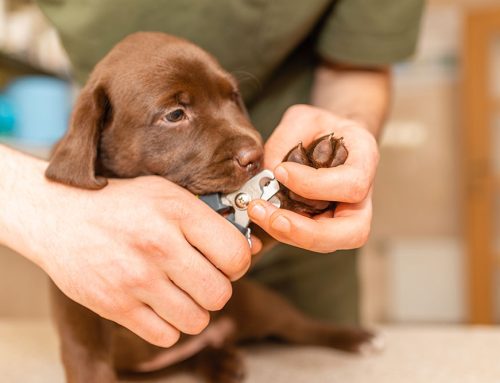How to Trim Your Pet’s Nails Without Stress