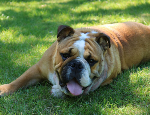 It’s Not Just a Cute Snore — What Your Frenchie’s Breathing Might Be Telling You