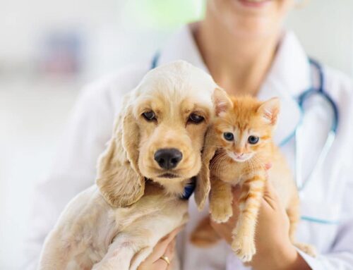 When to See the Vet: 10 Signs It’s Time for a Checkup