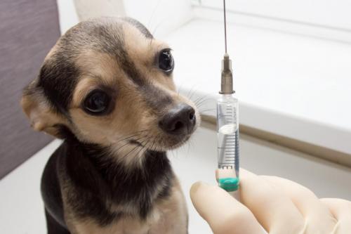 An unhappy little dog toy Terrier is afraid of vaccination with a syringe on the table in a veterinary clinic